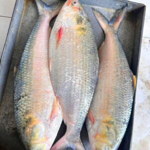 ২ পিস ৫ কেজি → ৳ ৩৩০০